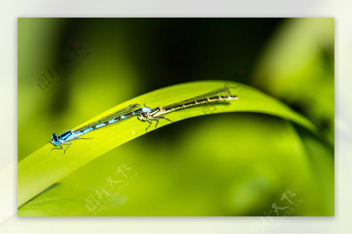 小蜻蜓图片