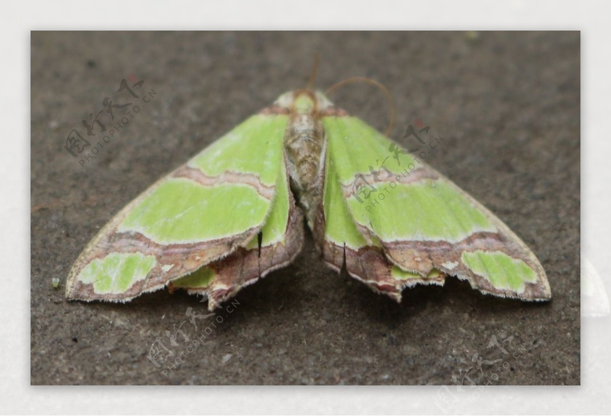 绿色蝴蝶摄影图片