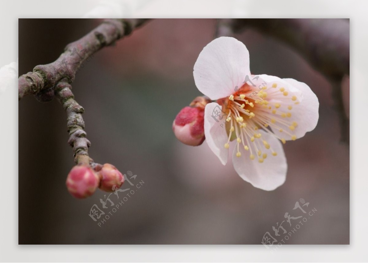 垂梅花图片