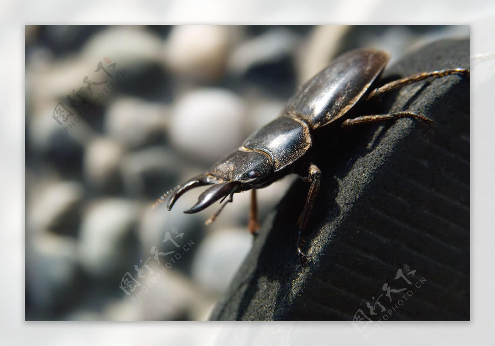 甲壳虫图片图片-图行天下素材网