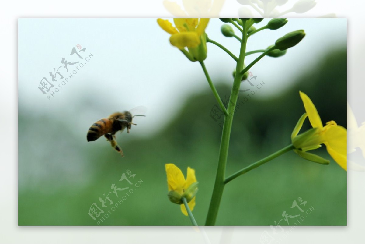 小蜜蜂图片素材-编号16263305-图行天下
