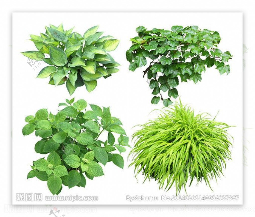 绿化植物图片