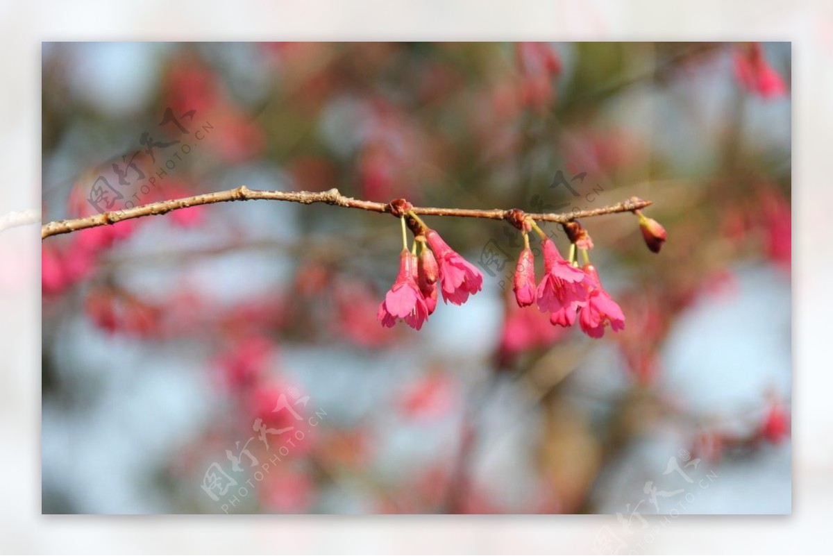 永福樱花图片