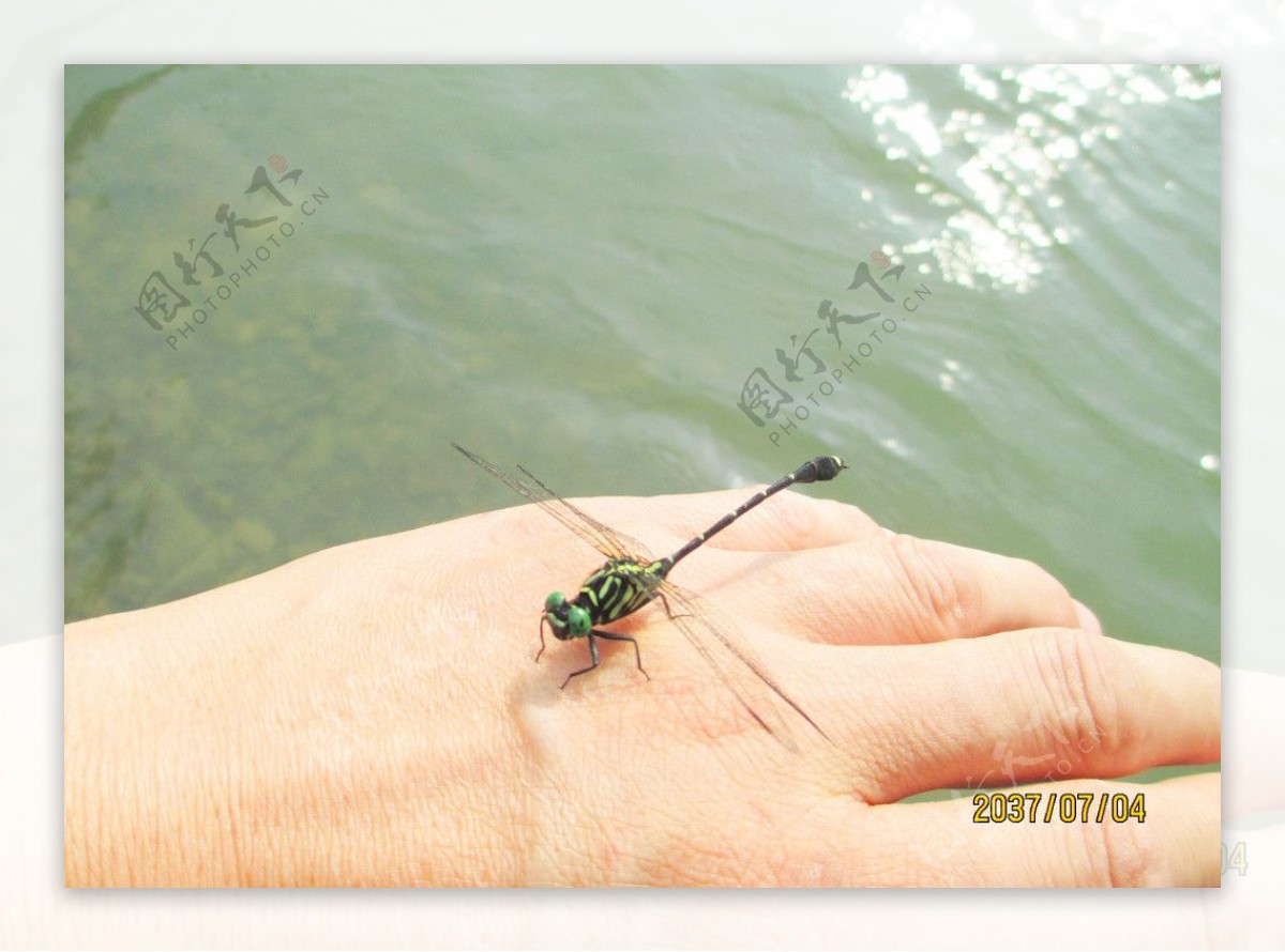 手上的绿蜻蜓图片