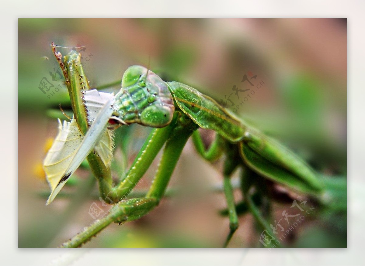 螳螂扑蝶图片