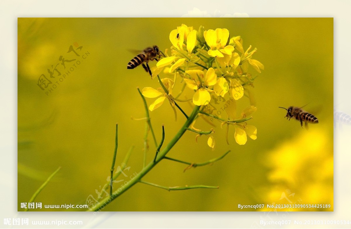 飞舞的蜜蜂图片