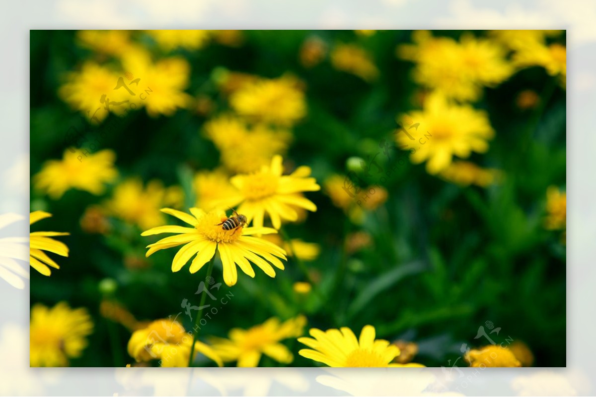 小菊花遇见蜜蜂图片