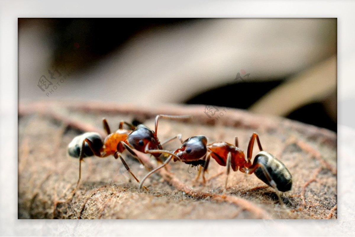 如何区别白蚁和蚂蚁？ - 知乎