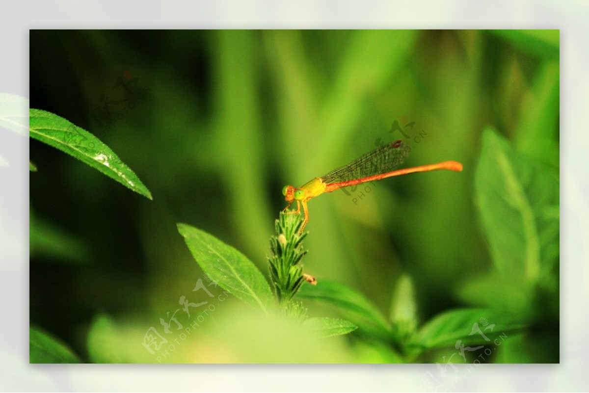 黄色小蜻蜓图片