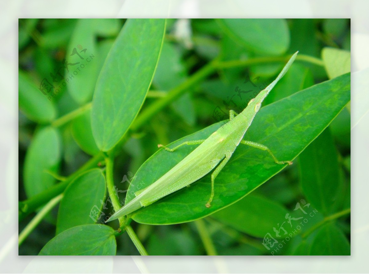 绿色的昆虫蚱蜢高清图片-千叶网
