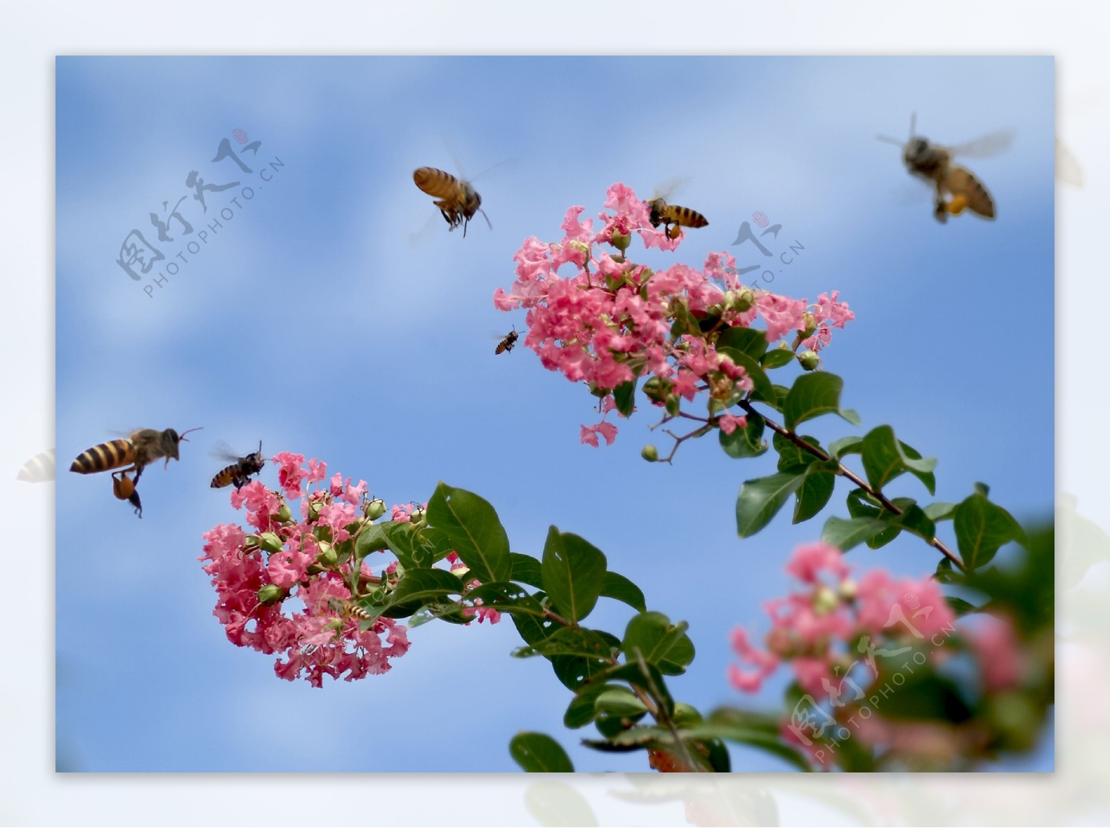 蜜蜂采花图片