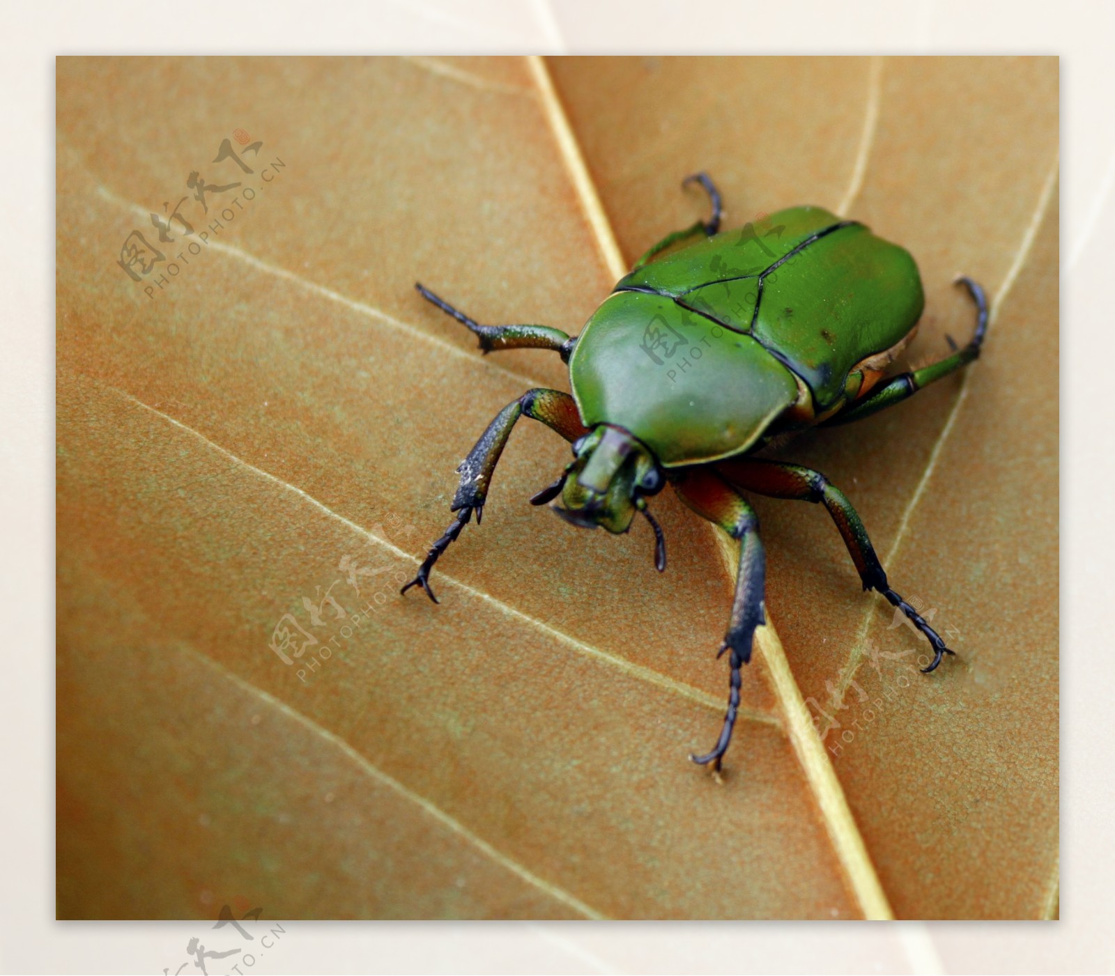 甲虫 户外的 自然 - Pixabay上的免费照片 - Pixabay