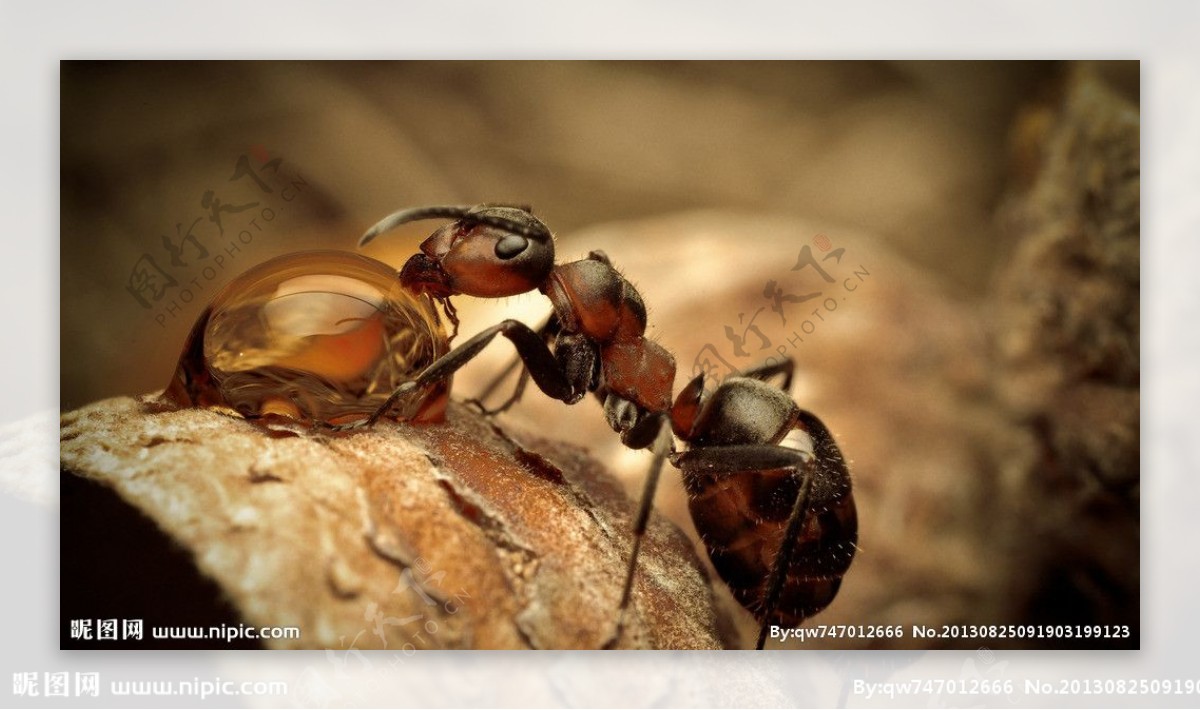 蚂蚁饮水图片