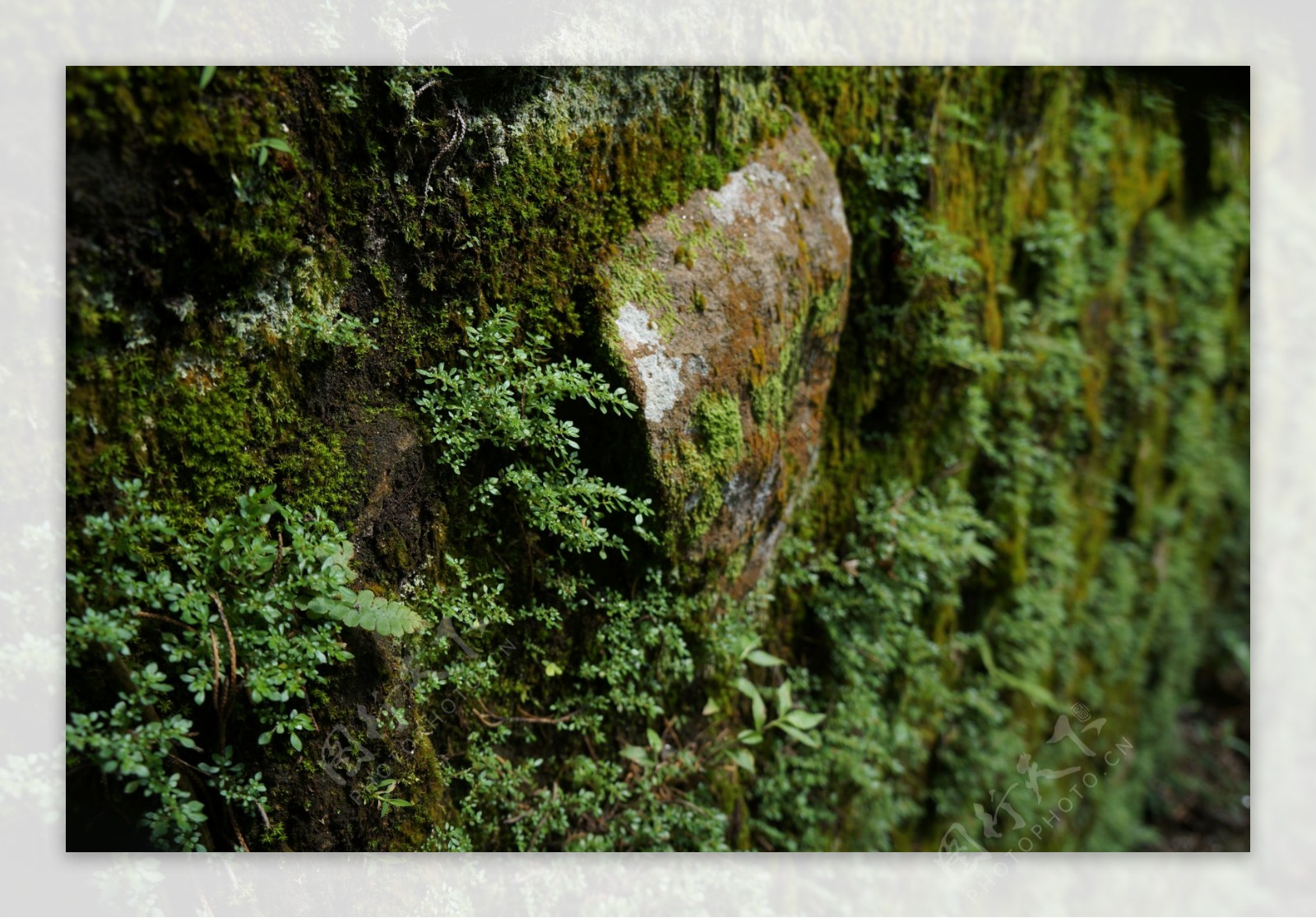台湾阿里山森林公园苔藓图片