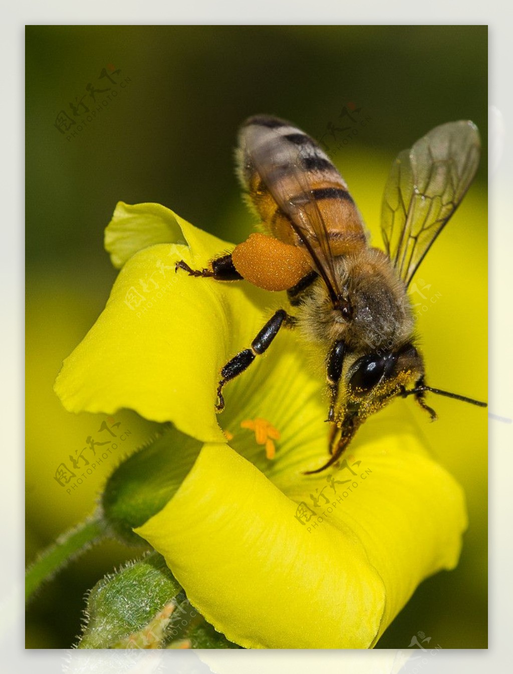 桃花蜜蜂图片大全大图,蜜蜂采桃花图片大全,蜜蜂在桃花上采蜜图片_大山谷图库