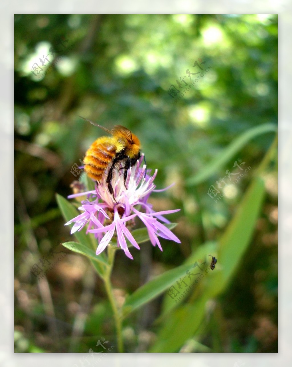 蜜蜂图片素材-编号05895446-图行天下