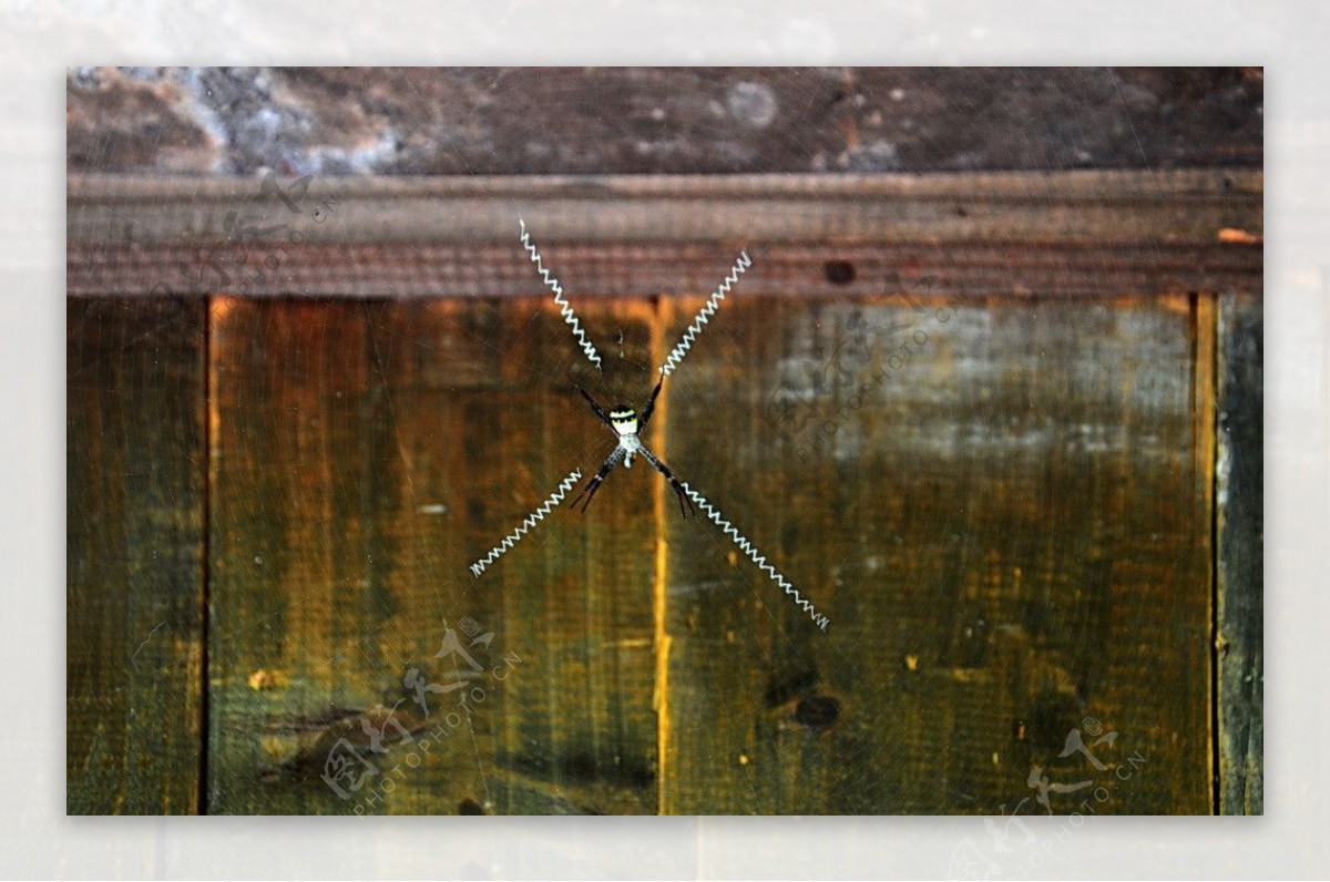 西陵的蜘蛛图片
