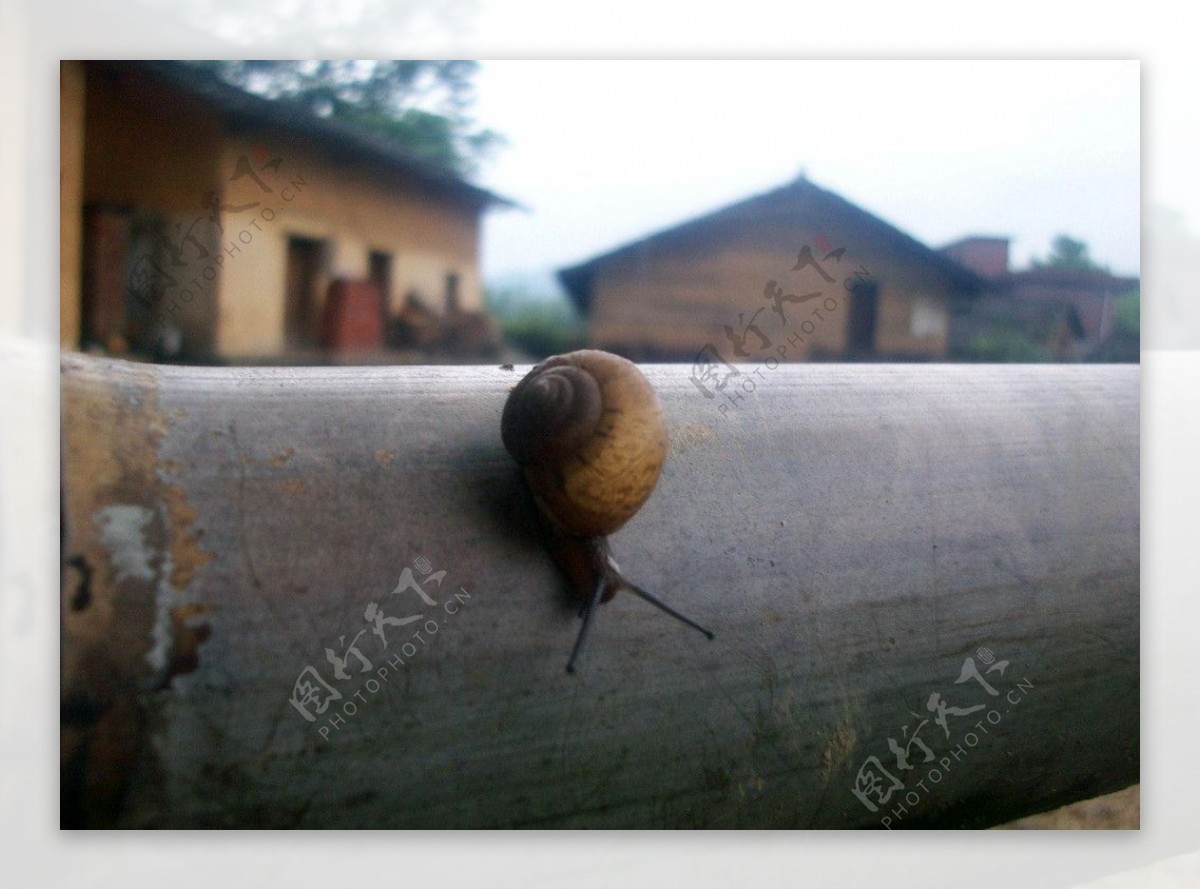 蜗牛与家图片