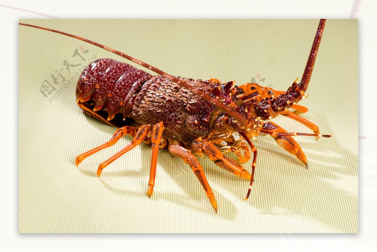 澳龙刺身龙虾澳洲图片
