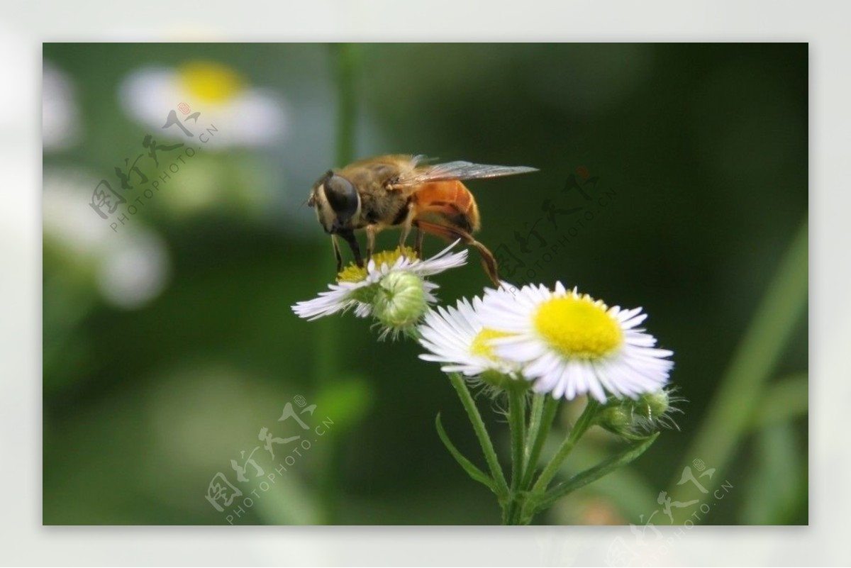 蜂蜜高清图片下载-正版图片501184764-摄图网