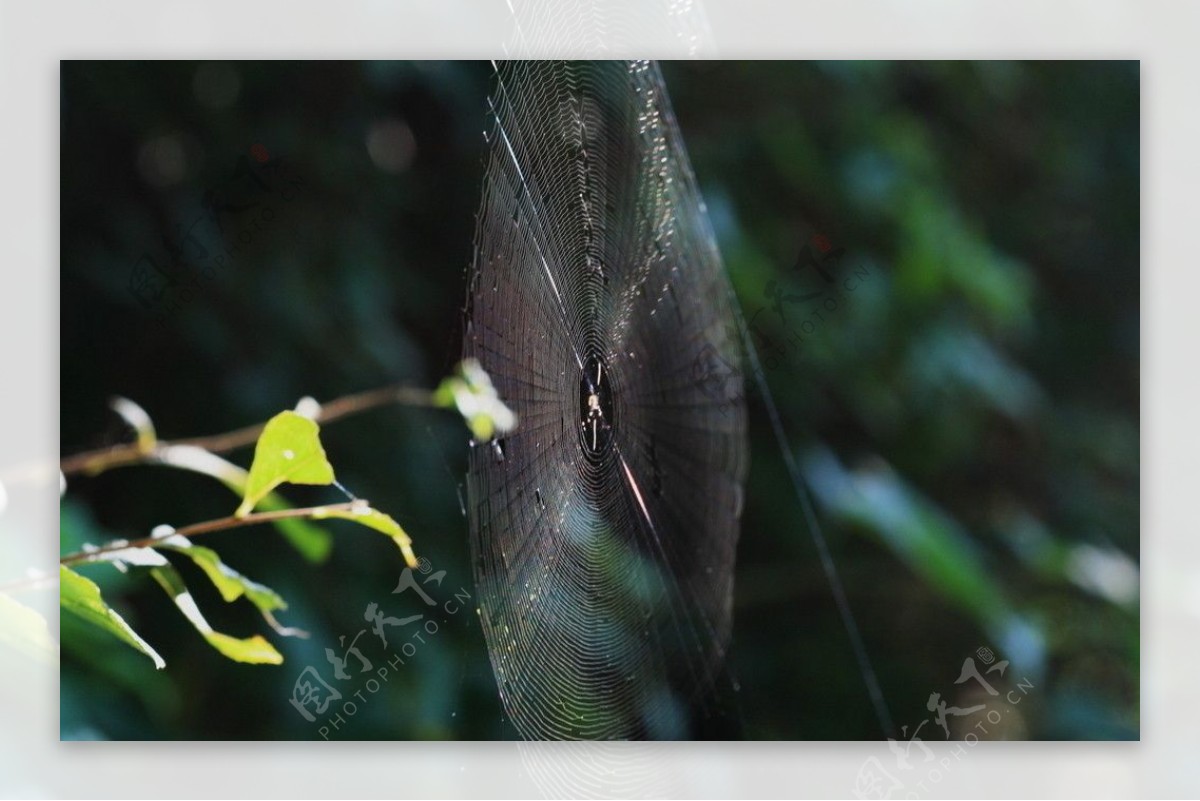 圆型蜘蛛网图片
