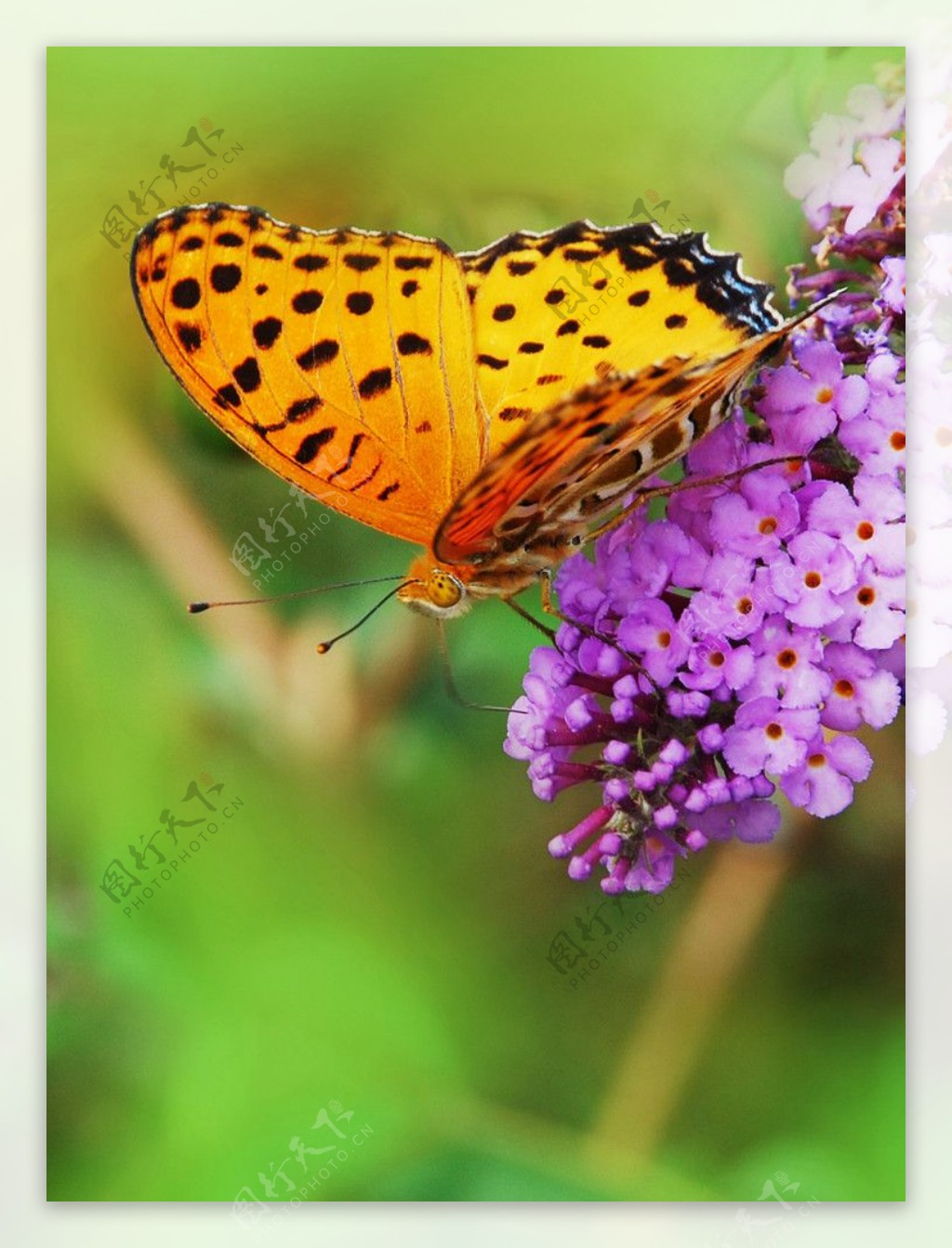 黄蛱蝶与紫花图片
