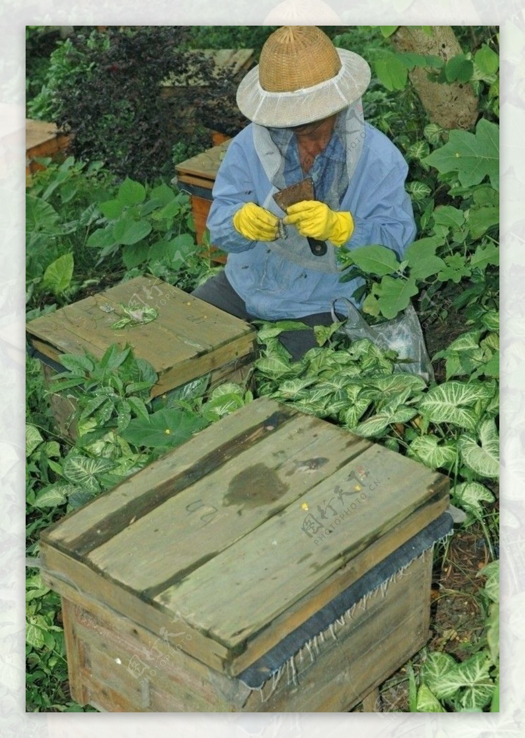 广州养蜂人家图片