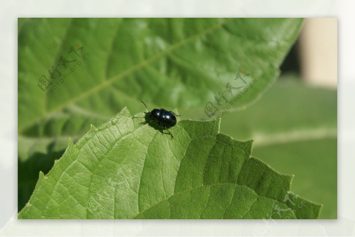 树叶上的黑色甲壳虫图片