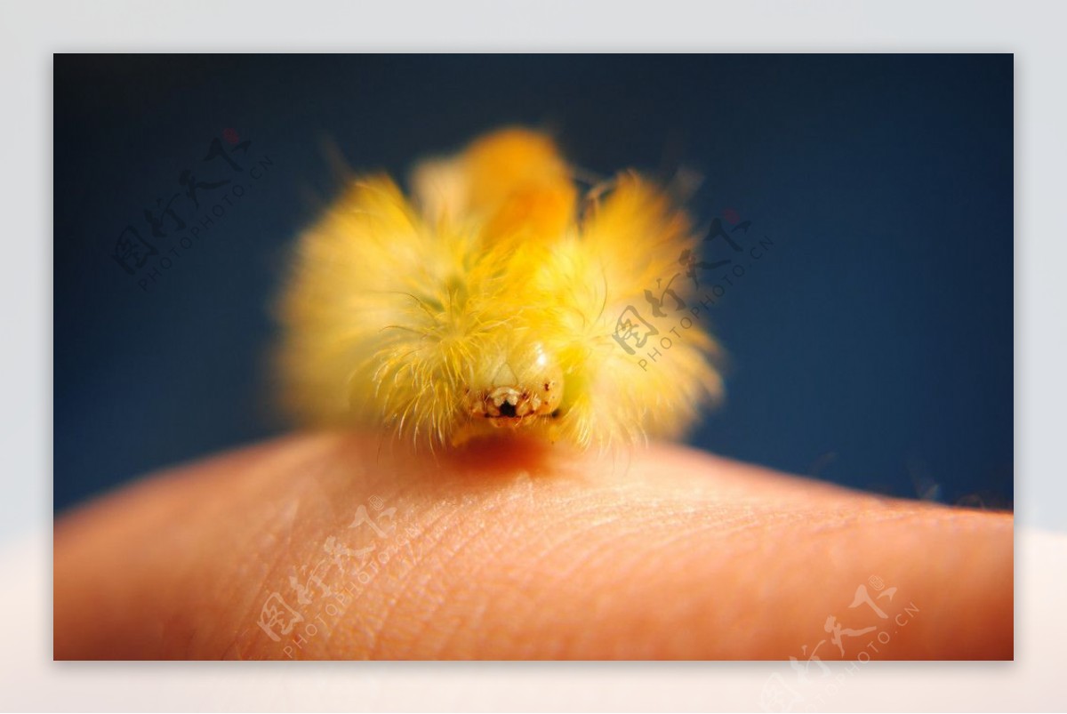 黄色小蛾毛虫图片