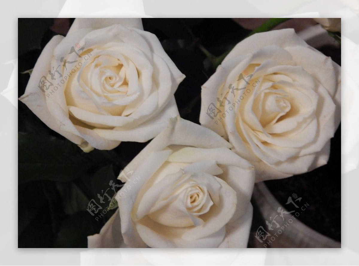 唯美白玫瑰图片素材-编号14416525-图行天下