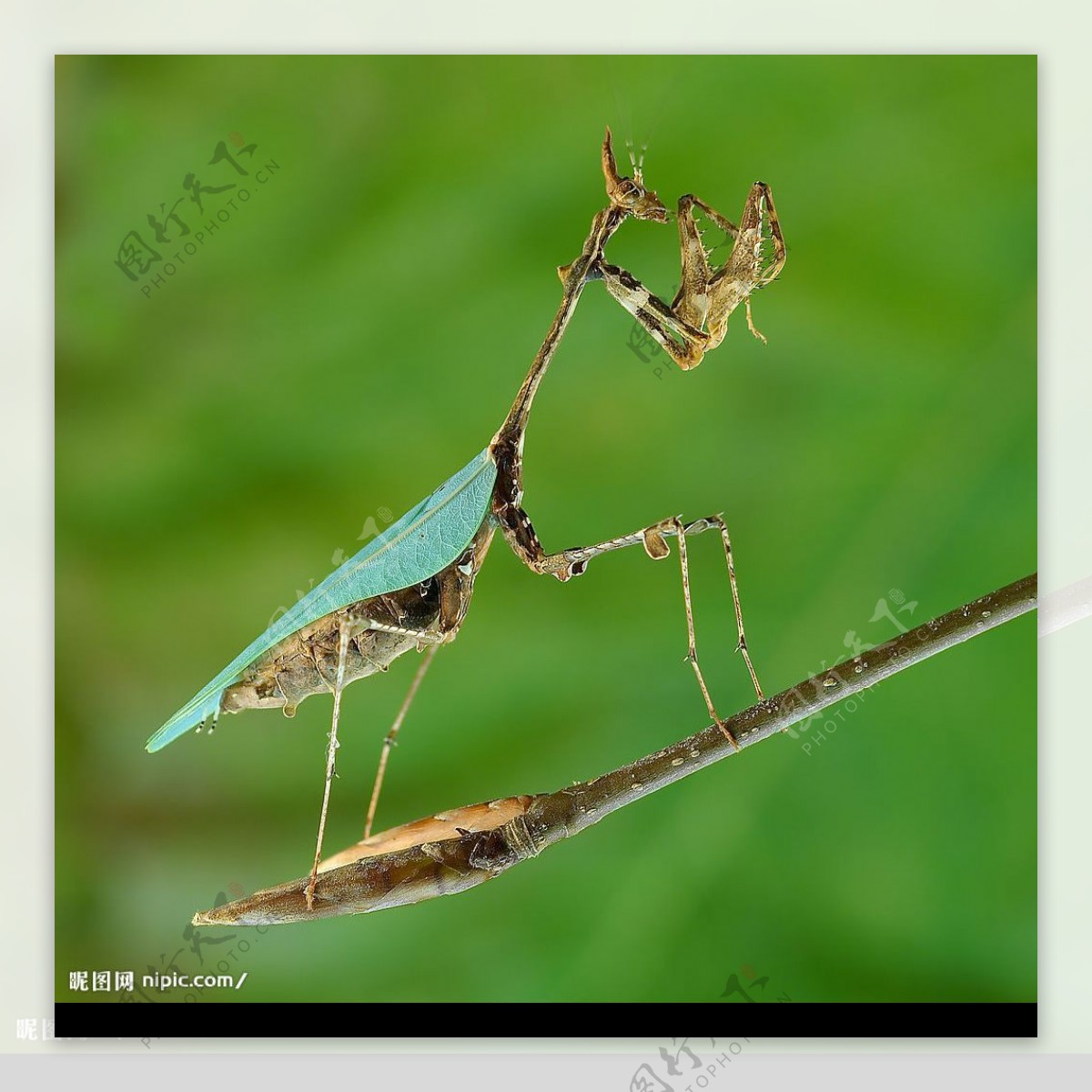 苔藓螳螂图片