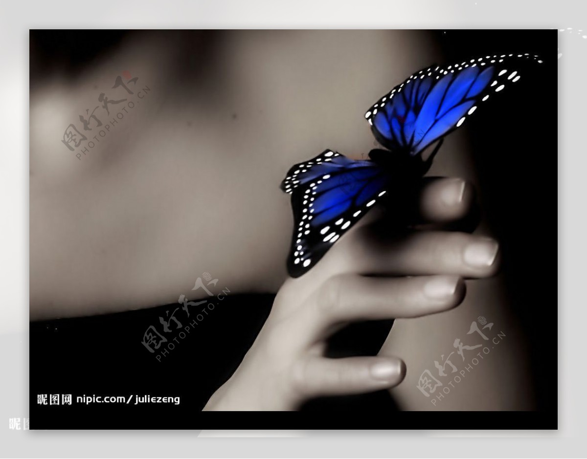 三个蓝色蝴蝶照片摄影图片_ID:136156385-Veer图库