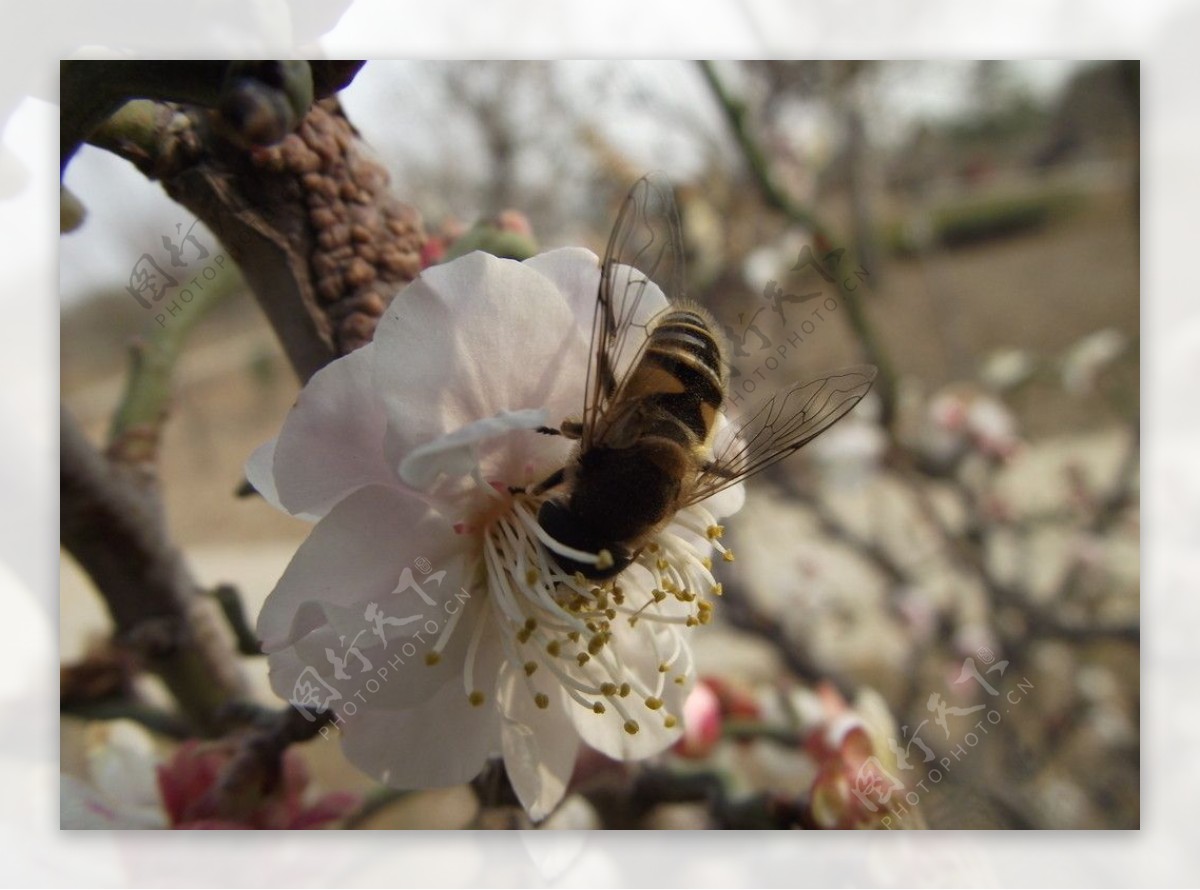 梅花蜜蜂图片