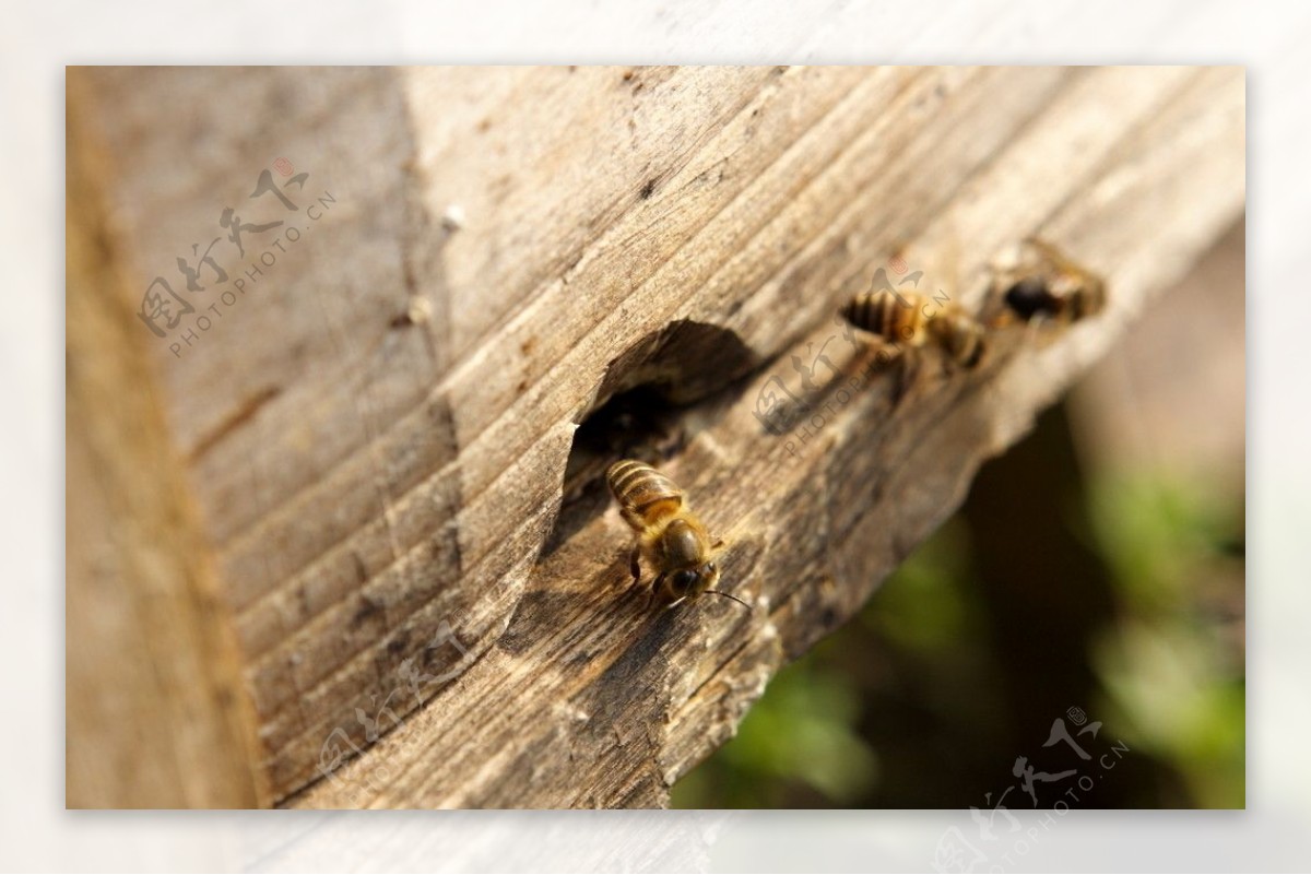蜂箱 | 這就是養蜂的箱子，也就是蜂箱，每一個蜂箱都有一隻蜂王（后）和數隻雄蜂（講明白就是種蜂啦！），當然少不少成堆的工… | Flickr