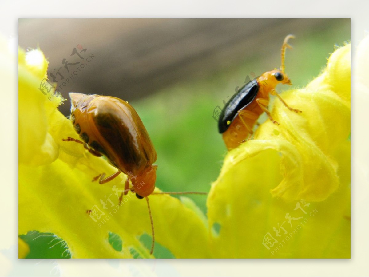 图片素材 : 昆虫, 无脊椎动物, 宏观摄影, 节肢动物, 害虫, 生物, 叶甲虫, 象鼻虫, Blister beetles, bug ...