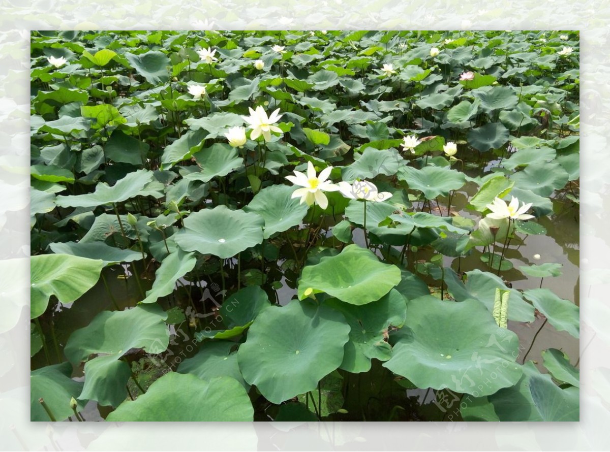 洪湖公园荷花图片