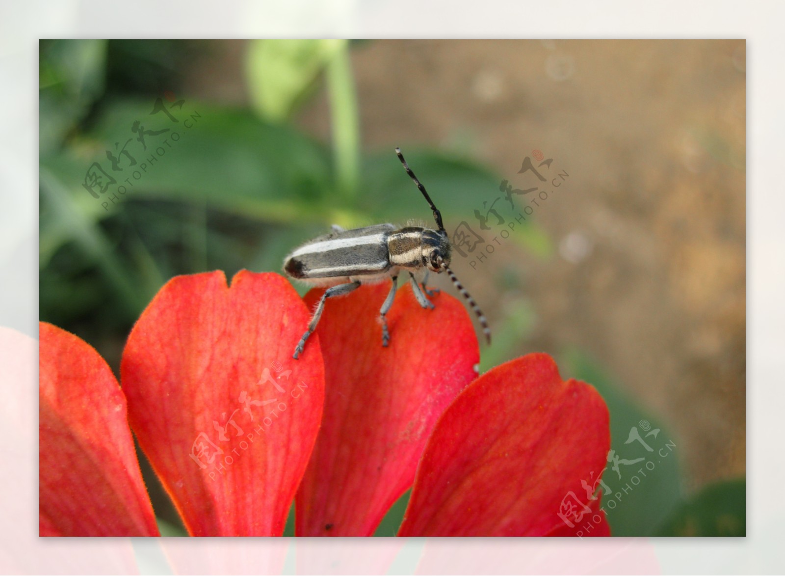 花瓣上的甲虫图片