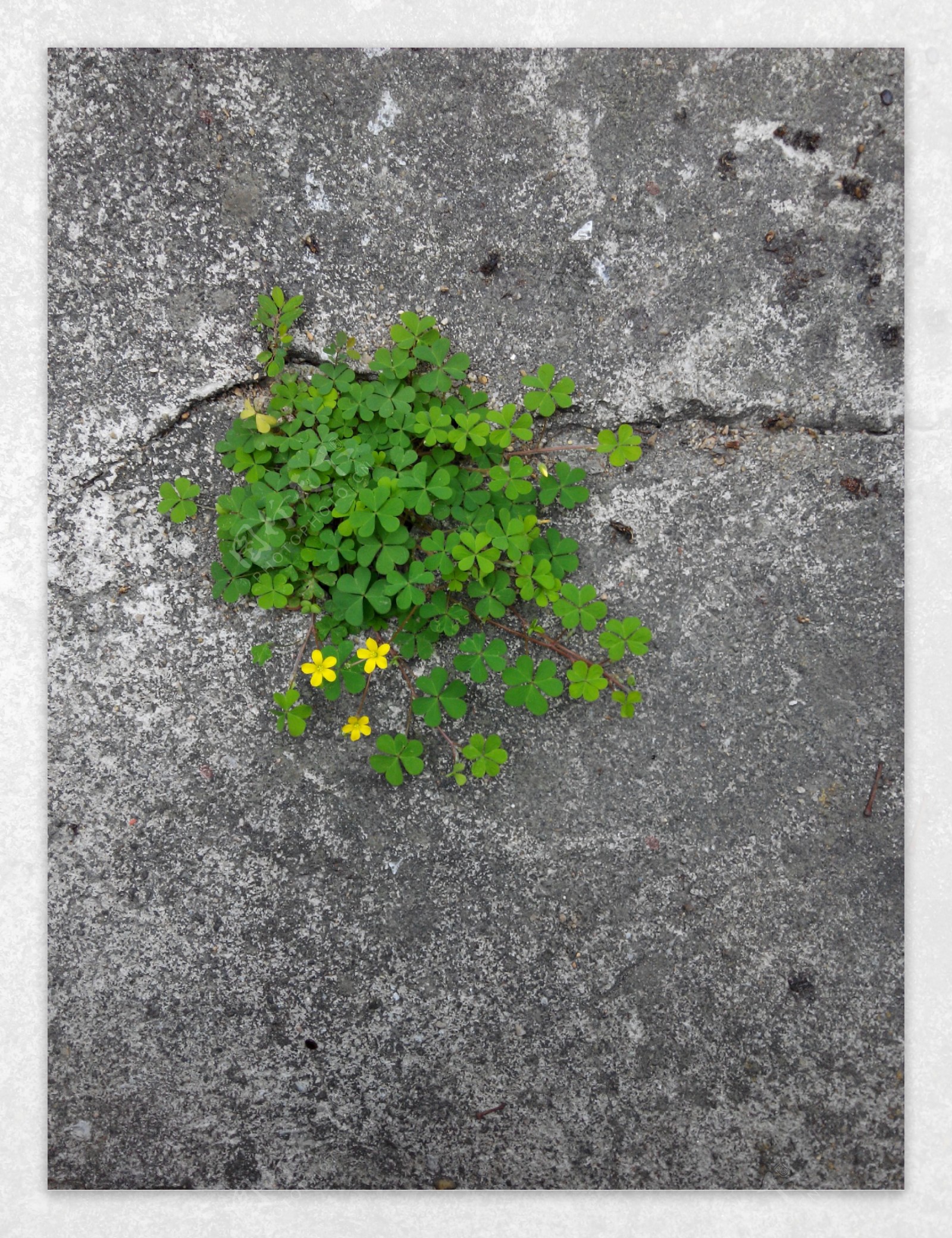 水泥地面缝隙中的小黄花图片