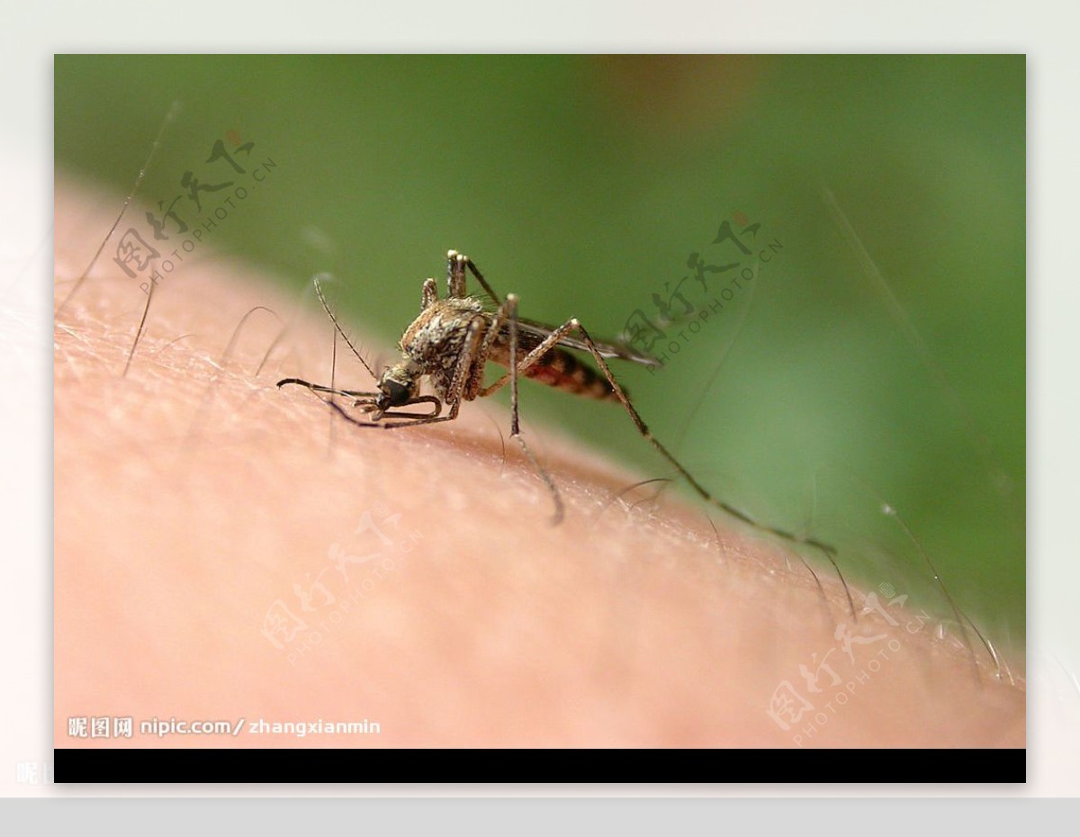 蚊子十个鲜为人知的知识，看完更加了解蚊子（撑死自己的蚊子）_探秘志