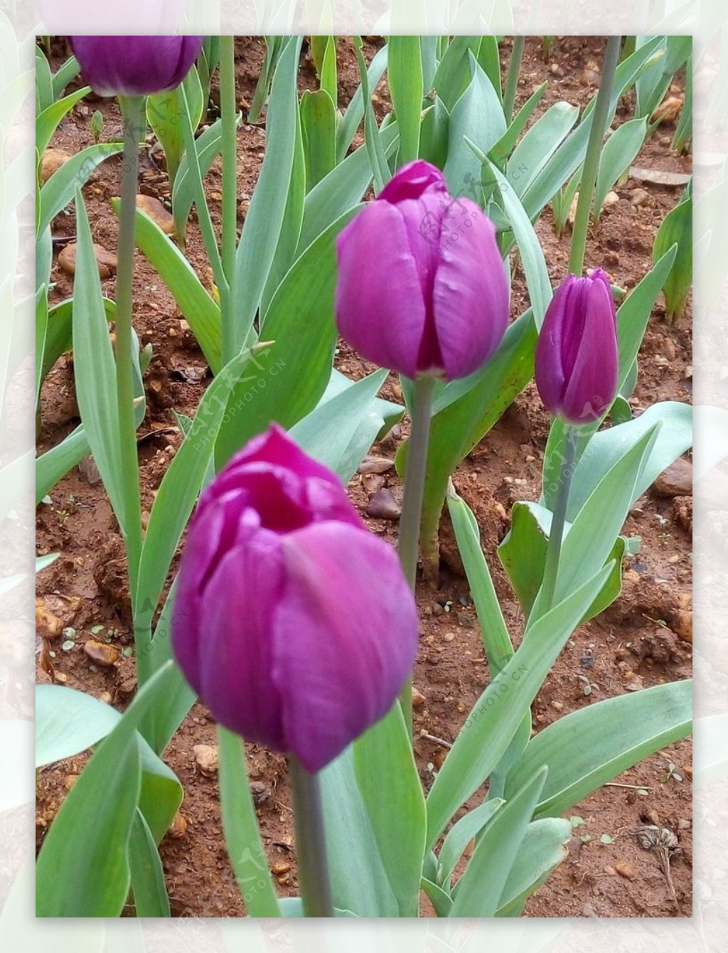 紫色郁金香花图片