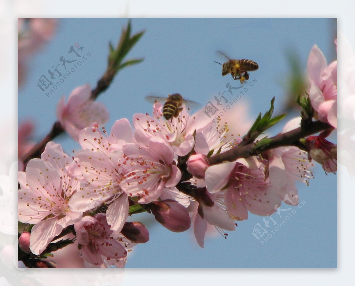 蜜蜂桃花图片