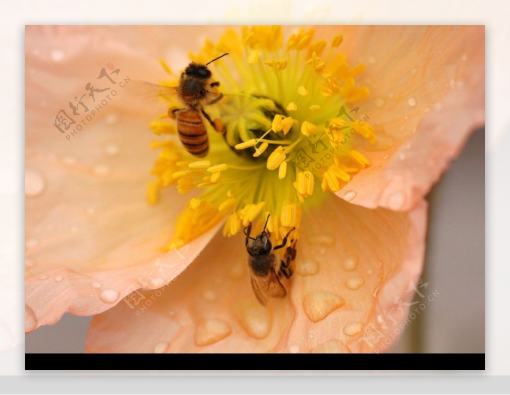 清晰蜜蜂采蜜图片