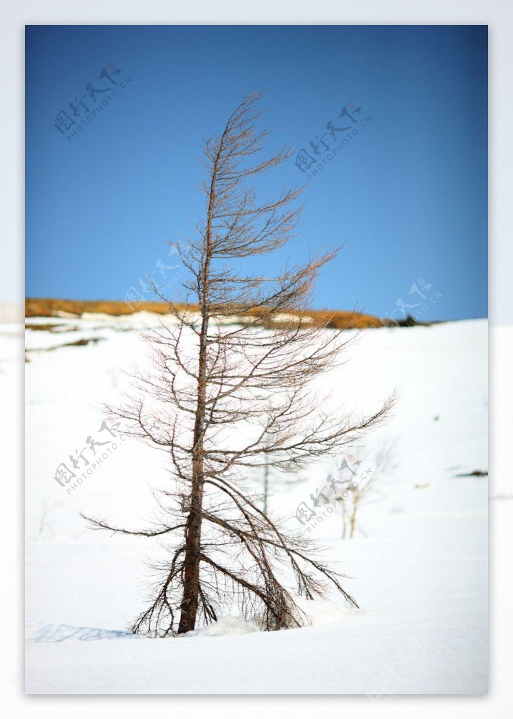 雪山枯树特写图片