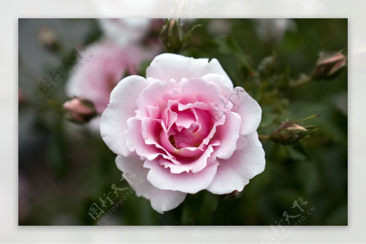漂亮盛开的蔷薇图片