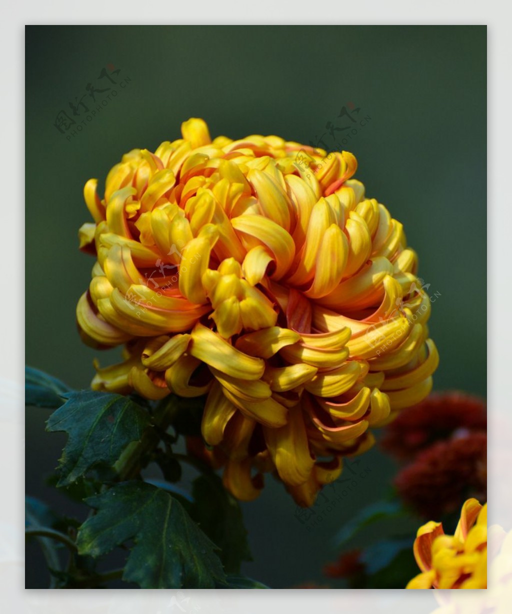 金黄菊花图片