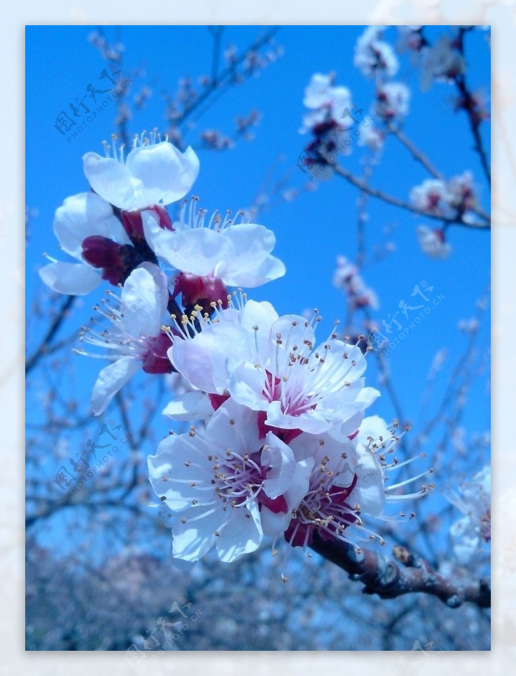 樱花图片素材-编号16356543-图行天下