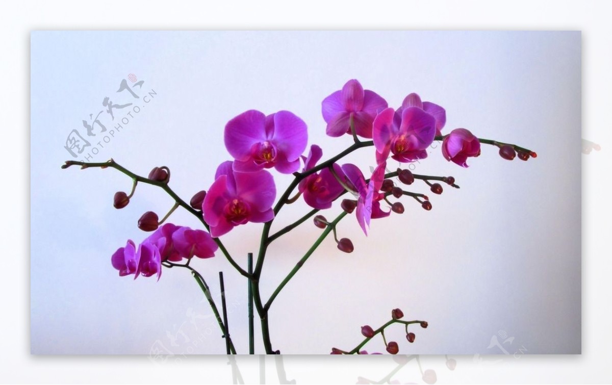 紫色花朵壁纸图片