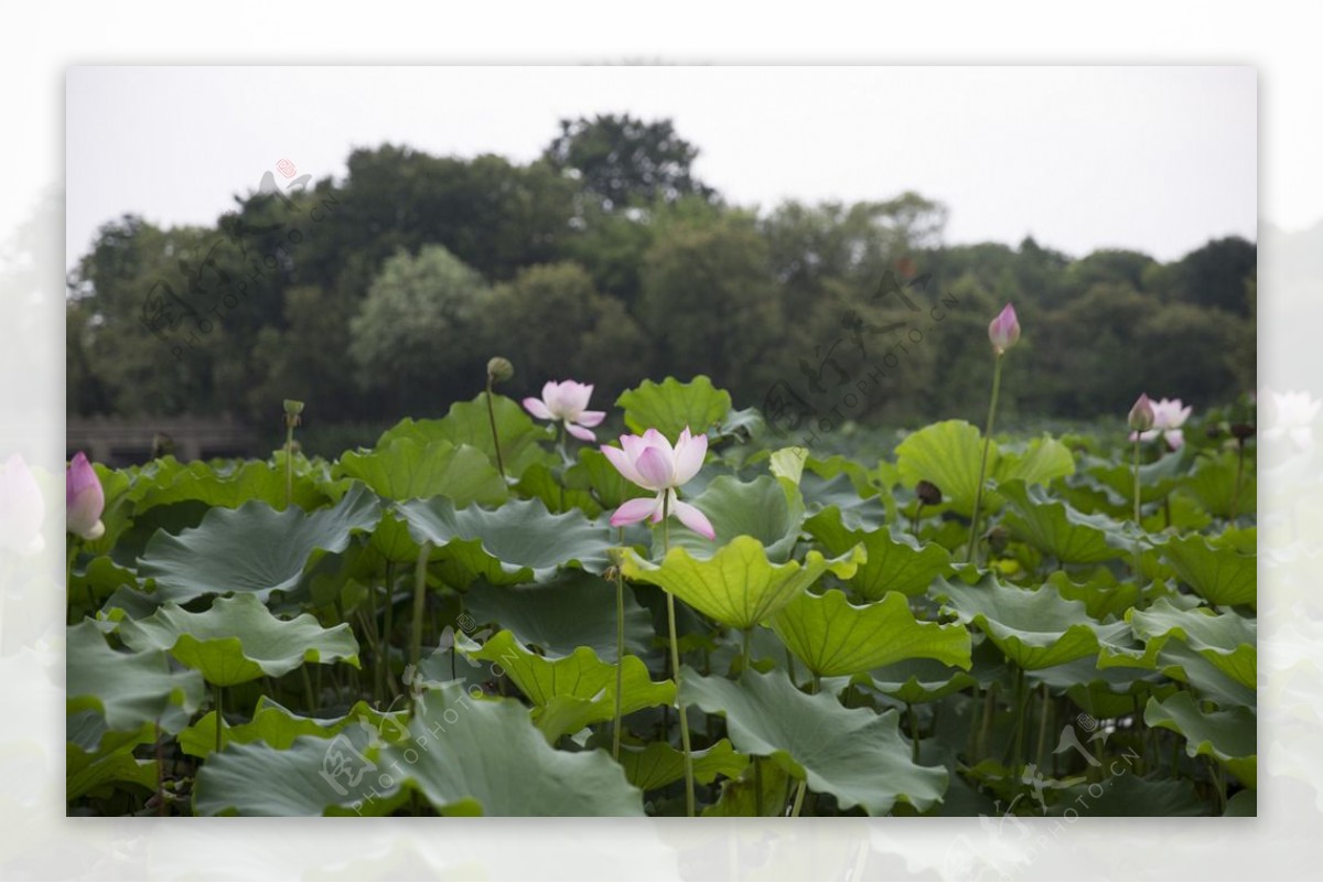 杭州西溪湿地盛开的荷图片