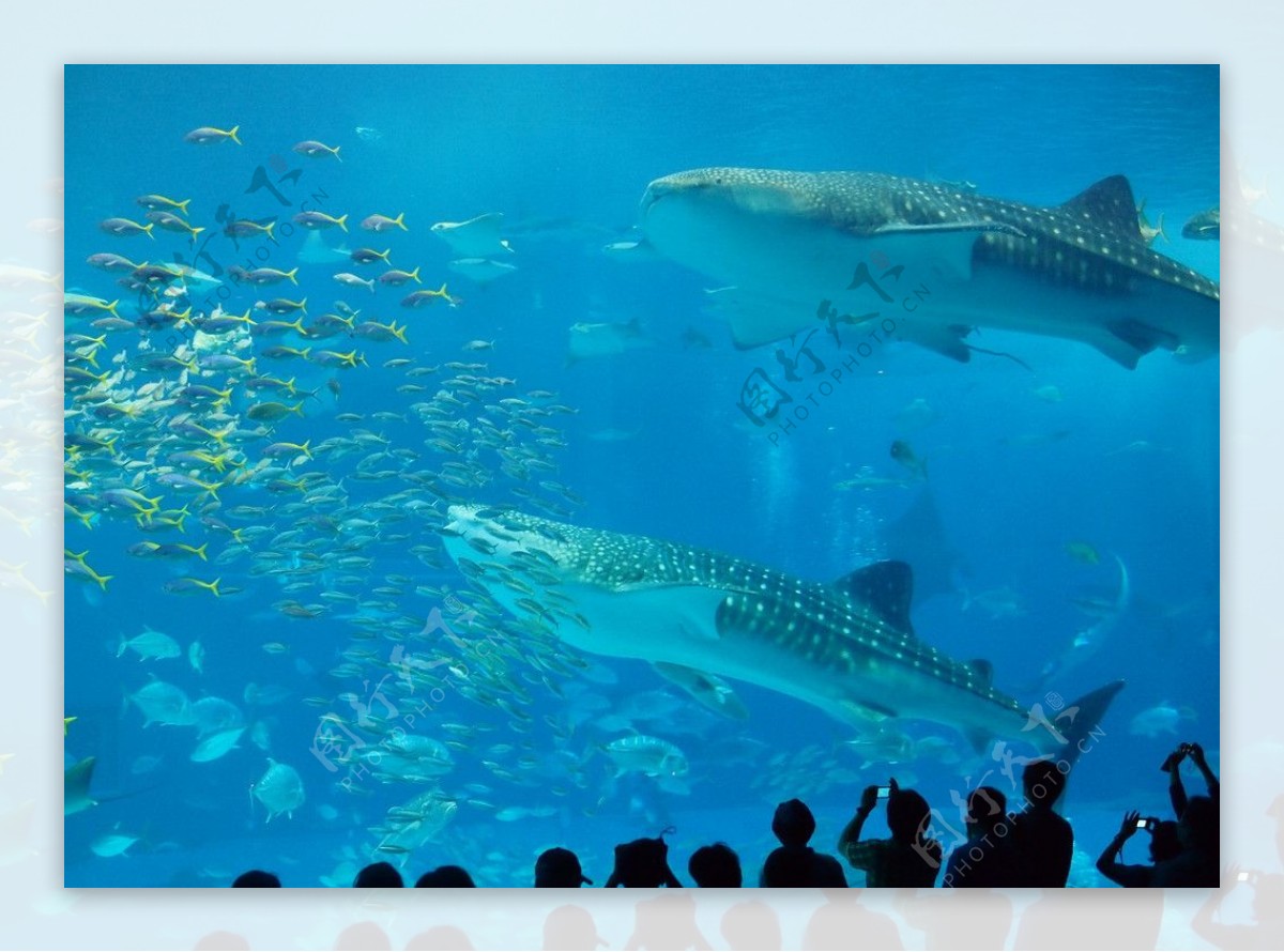 沖繩海生館鯨鯊图片