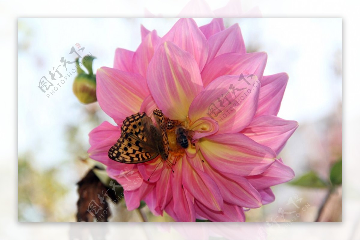 蝴蝶蜜蜂瓢虫花朵图片